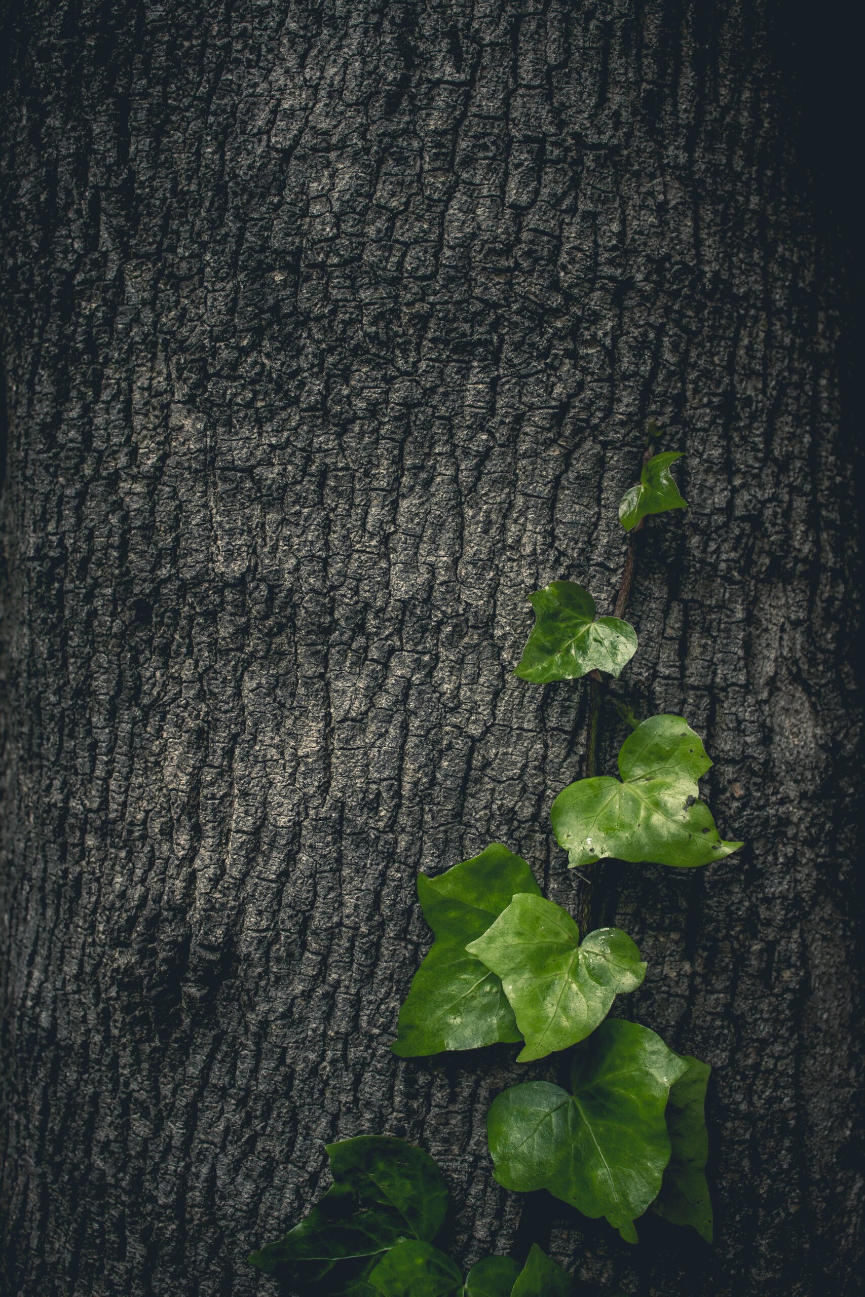 Scaling Your Medical Advertising Campaign