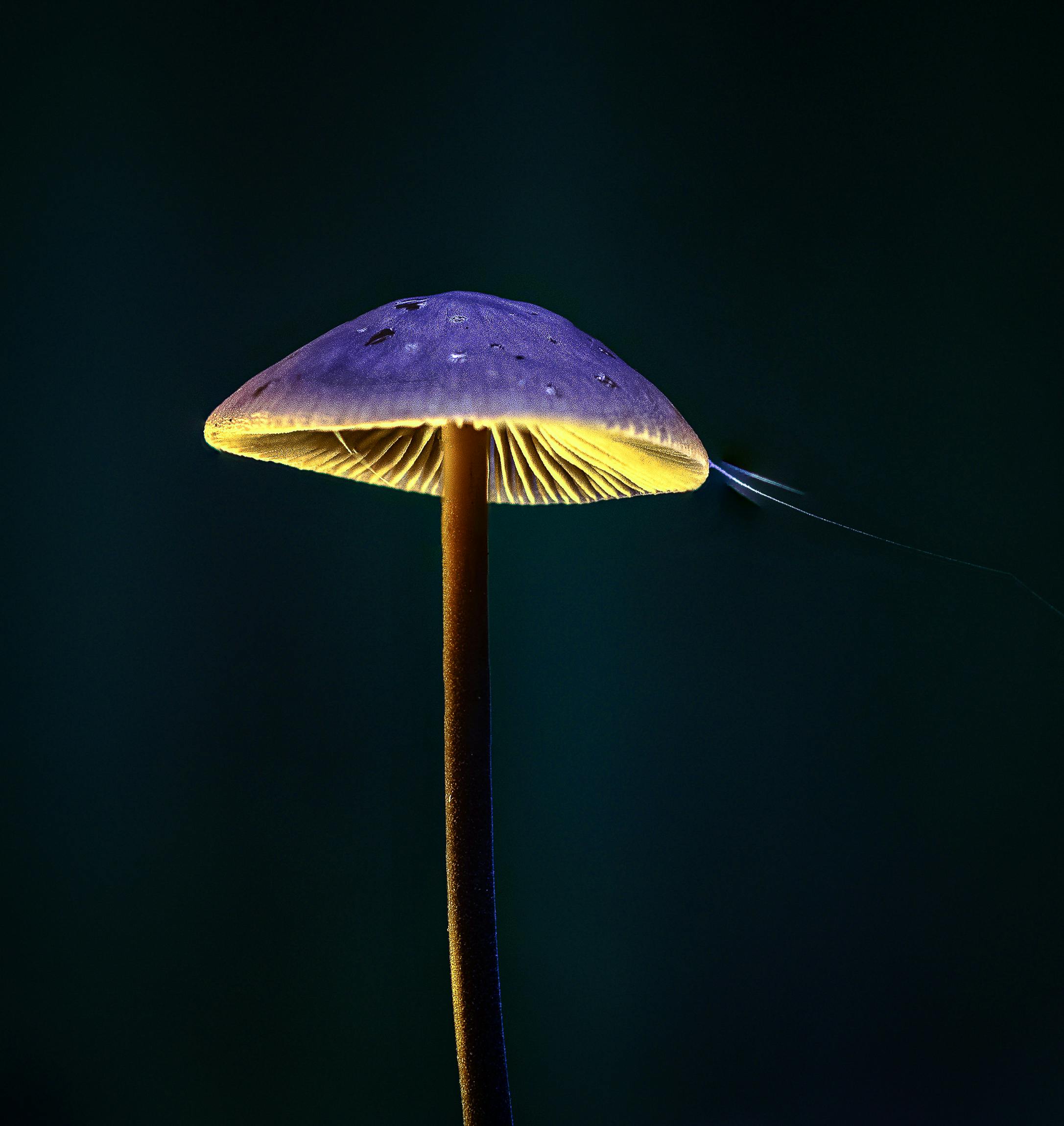 Marketing Psychedelic Treatment for Neurodegenerative Conditions